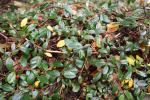 Foto cotoneaster_dammeri_d_1781099301.jpg