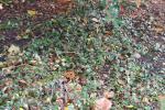 Foto cotoneaster_dammeri_h_1781099330.jpg