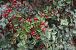 Foto cotoneaster_divaricatus_d_1781099496.jpg