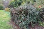 Foto cotoneaster_divaricatus_h_1781099548.jpg