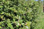 Foto cotoneaster_divaricatus_ii_d_1781099601.jpg