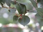 Foto cotoneaster_franchetii_(2)_1719323635.jpg