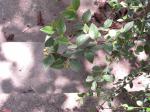 Foto cotoneaster_franchetii_1719323664.jpg