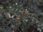 Foto cotoneaster_horizontalis_(2)_1719323743.jpg