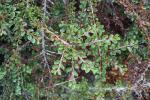 Foto cotoneaster_horizontalis_d_1781099704.jpg