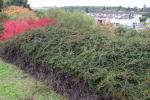 Foto cotoneaster_horizontalis_h_1781099730.jpg