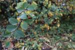Foto cotoneaster_multiflorus_d_1781099812.jpg