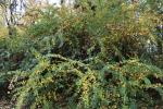 Foto cotoneaster_multiflorus_h_1781099833.jpg