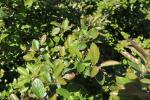 Foto cotoneaster_nigricans_d_1781099917.jpg