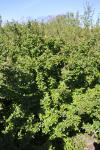 Foto cotoneaster_nigricans_h_1781099943.jpg