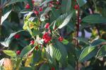 Foto cotoneaster_salicifolius_d_1781100099.jpg