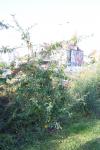 Foto cotoneaster_salicifolius_h_1781100124.jpg