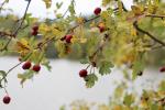 Foto crataegus_laevigata_d_1781100647.jpg
