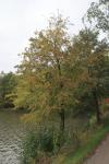 Foto crataegus_laevigata_h_1781100729.jpg