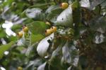 Foto crataegus_lavallei_d_1781100898.jpg