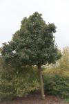 Foto crataegus_lavallei_h_1781100949.jpg