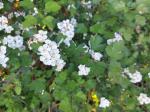 Foto crataegus_monogyna_d_techoraz_1781101515.jpg