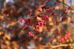Foto crataegus_monogyna_d_vitice_1781101568.jpg