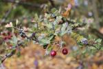 Foto crataegus_monogyna_i_d_1781101390.jpg