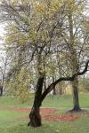 Foto crataegus_monogyna_ii_h_1781101444.jpg