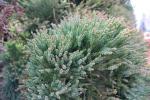 Foto cryptomeria_japonica_d_1781101963.jpg