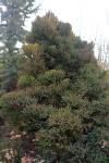 Foto cryptomeria_japonica_h_1781101989.jpg