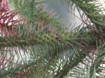 Foto cunninghamia_lanceolata_1719324405.jpg