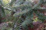 Foto cunninghamia_lanceolata_d_1781102247.jpg