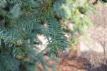 Foto cunninghamia_lanceolata_ii_d_1781102290.jpg