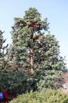 Foto cunninghamia_lanceolata_ii_h_1781102323.jpg