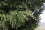 Foto cupressocyparis_leylandii_d_1781102445.jpg