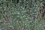 Foto cytisus_scoparius_d_1781103103.jpg