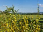 Foto cytisus_scoparius_d_techorazek_1781103069.jpg