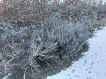 Foto cytisus_scoparius_h_krepice_1781103143.jpg