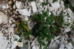 Foto daphne_laureola_l._+_polystichum_lonchitis_(l.)_roth__dsc06883_1725299159.jpg