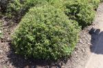 Foto deutzia_gracilis_h_1781103619.jpg