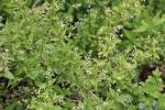 Foto deutzia_gracilis_ii_d_1781103702.jpg
