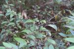 Foto deutzia_rosea_d_1781103839.jpg