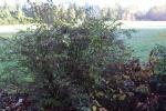 Foto deutzia_rosea_h_1781103859.jpg