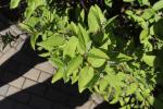 Foto deutzia_scabra_d2_1781103978.jpg