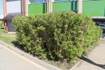 Foto deutzia_scabra_h_1781104008.jpg