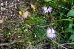 Foto dianthus_hyssopifolius_l.__dsc06769_1725299730.jpg