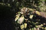 Foto elaeagnus_pungens_h_1781104159.jpg