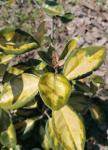 Foto elaeagnus_x_ebbingei__limelight__-_detail_(arboretum_vsenory)_1684153093.jpg