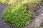 Foto empetrum_nigrum_h_1781105046.jpg
