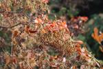 Foto enkianthus_campanulatus_d1_1781105297.jpg