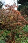 Foto enkianthus_campanulatus_h_1781105341.jpg