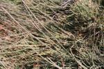 Foto ephedra_distachya_d_1781105382.jpg