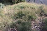 Foto ephedra_distachya_h_1781105404.jpg