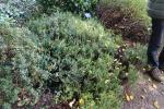 Foto erica_carnea_h_1781105492.jpg